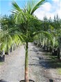 Archontophoenix Cunninghamania - Bangalow Palm